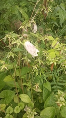 Campanula punctata