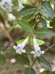 Rhaphithamnus spinosus