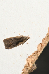 Dichomeris bilobella