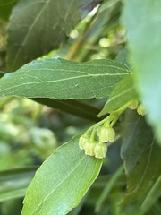 Aristotelia chilensis