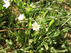 Spergula