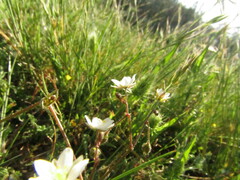 Spergula