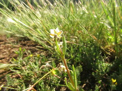Spergula