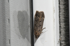 Anacampsis