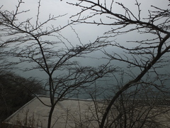 Maclura tricuspidata