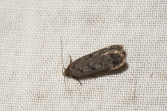 Anacampsis innocuella