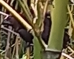 Amblyospiza albifrons