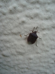 Nezara viridula