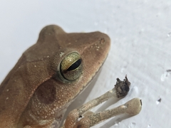 Polypedates occidentalis