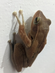 Polypedates occidentalis