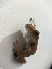 Polypedates occidentalis