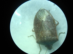 Nezara viridula