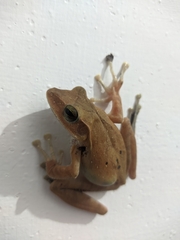 Polypedates occidentalis