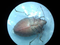 Nezara viridula