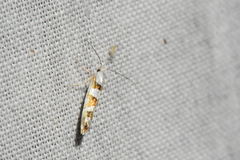Argyresthia calliphanes