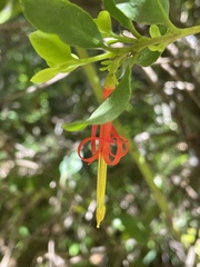 Tristerix corymbosus