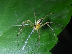 Oxyopes macilentus