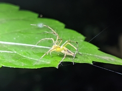 Oxyopes macilentus
