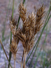 Carex davyi