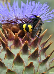 Megascolia maculata flavifrons