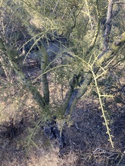 Parkinsonia microphylla