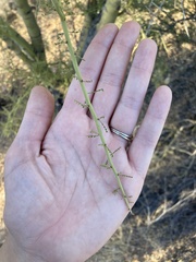 Parkinsonia microphylla