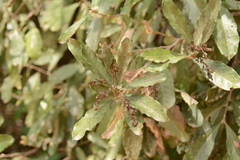 Brachylaena transvaalensis