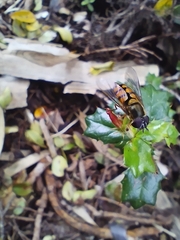 Syrphus octomaculatus