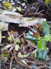Syrphus octomaculatus