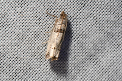 Notocelia culminana