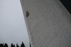 Coenocalpe millierata