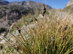 Carex elynoides