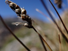 Carex elynoides