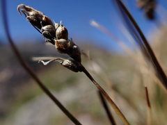 Carex elynoides