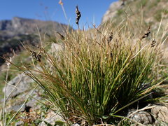 Carex elynoides