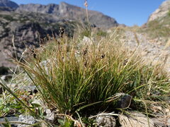Carex elynoides
