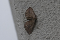 Coenocalpe millierata