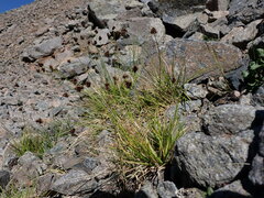 Carex macloviana