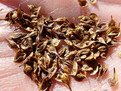 Carex macloviana