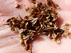 Carex macloviana