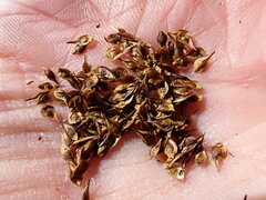 Carex macloviana