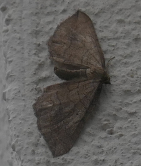 Coenocalpe millierata