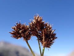 Carex macloviana