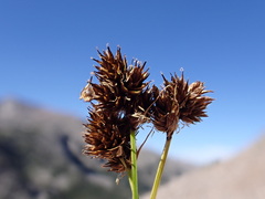 Carex macloviana