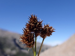 Carex macloviana