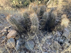 Echinocereus engelmannii