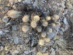 Echinocereus engelmannii