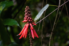 Erythrina americana