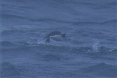 Pygoscelis antarcticus