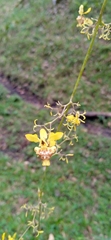 Oncidium